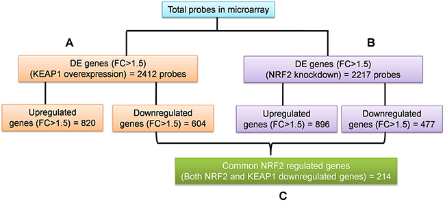 Schematic of the individual and combinatorial analysis of KEAP1-overexpression and NRF2-knockdown microarray data.