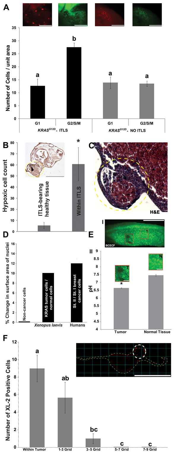 Induced tumor-like structures (ITLS) exhibit characteristics reminiscent of human tumors.