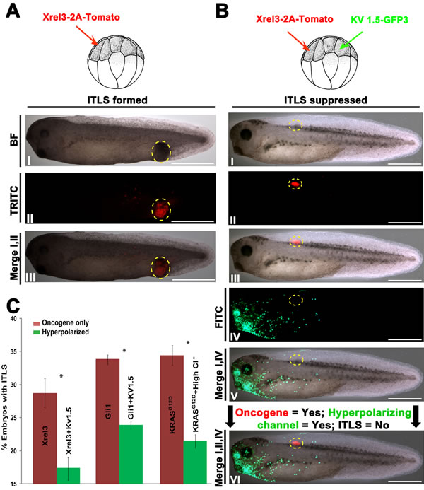 Long-range hyperpolarization suppresses the formation ITLSs.