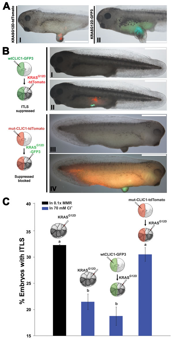 Hyperpolarization by the influx of Cl- through CLIC1 mediates long-range ITLS suppression.