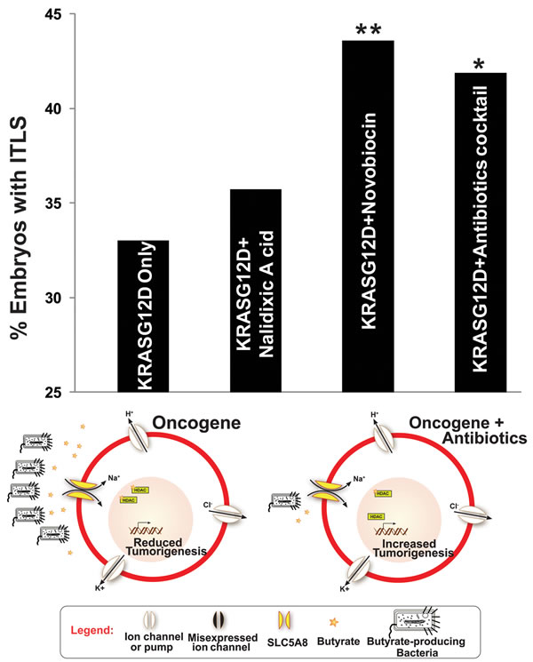 Targeted killing of butyrate producing Bacteria increases ITLS incidence To determine the source of butyrate, which is responsible for ITLS suppression through HDAC inhibition, variety of antibiotics were used to target butyrate-producing Bacteria.