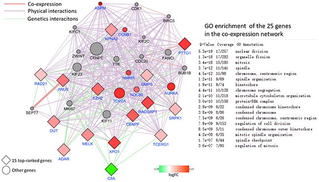 PPI network of 15 top-ranked DEGs and top 20 most related genes associated with the onset of HCC.