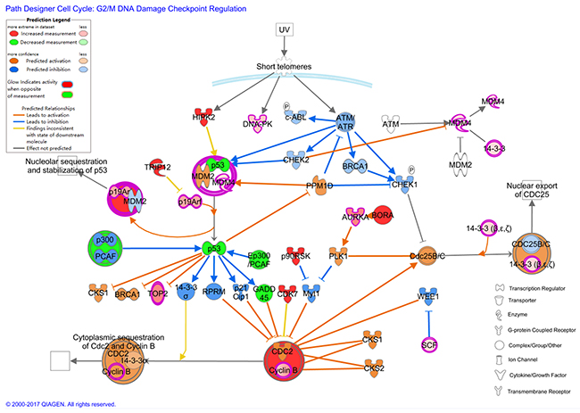 The molecular activation prediction (MAP) figure based on IPA.