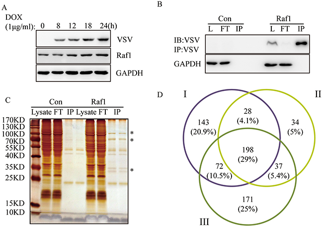 Identification of Raf1 interacting proteins in three independent experiments.