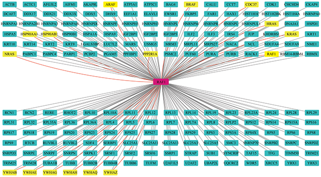 Interaction network of proteins from the Raf1 interactome.