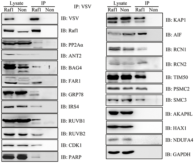 Western blotting confirmed the interaction of 12 proteins with Raf1.