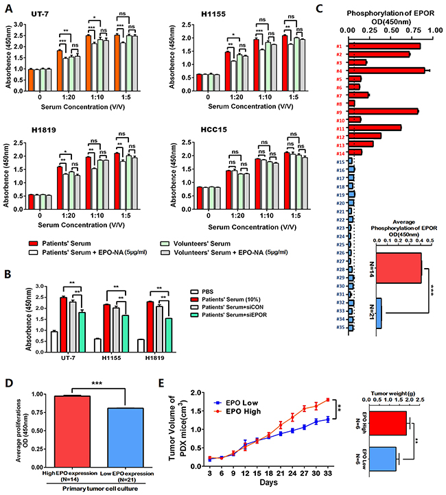 The erythropoietin (EPO) in the patients&#x2019; sera was functionally active in EPO/EPOR overexpressed NSCLC cells.