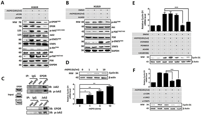 EPO/EPOR promoted cell cycle through Jak2/Stat5a/cyclinD1 signaling in NSCLC.