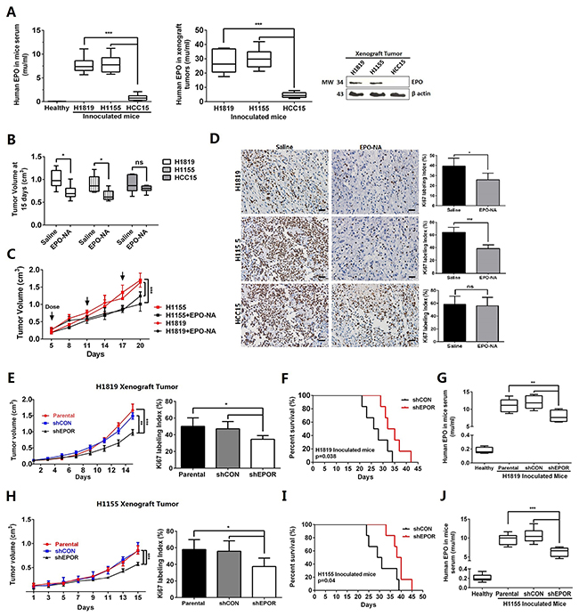 EPO/EPOR inhibition suppressed proliferation of EPO addicted NSCLS cells in vivo.