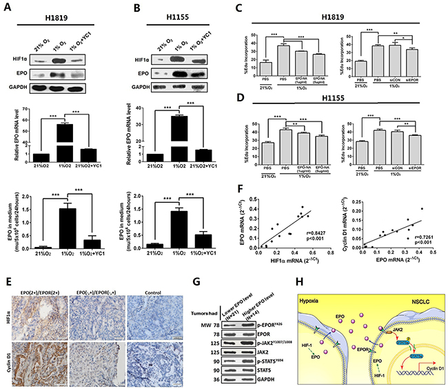 EPO/EPOR/Jak2/Stat5a/cyclinD1 signaling was a mediator of hypoxia induced cell growth in NSCLC.