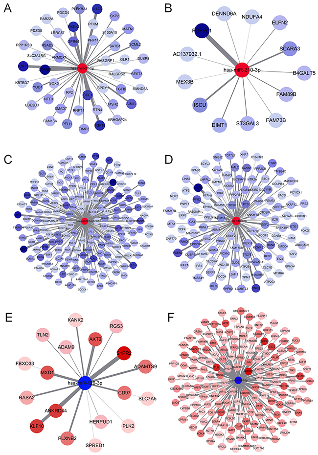 MiRNA-gene interaction network.