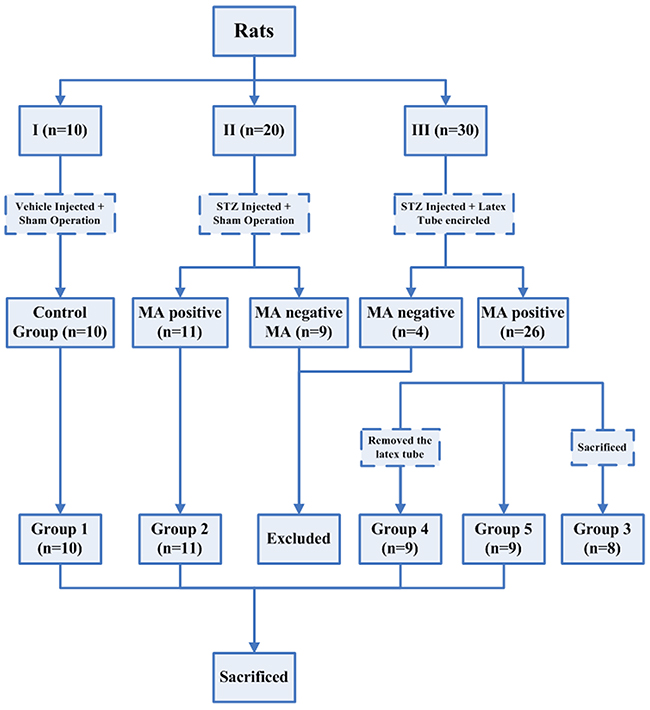 Flowsheet showing different groups of rats that were subjected to different treatment throughout the experimental period.