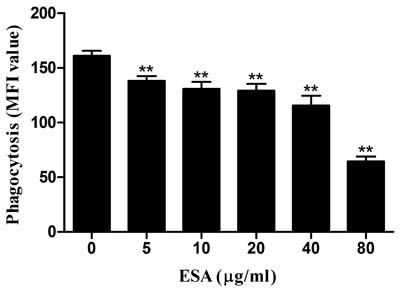 Effect of TgESAs on the phagocytosis of Ana-1 cells by flow cytometry.