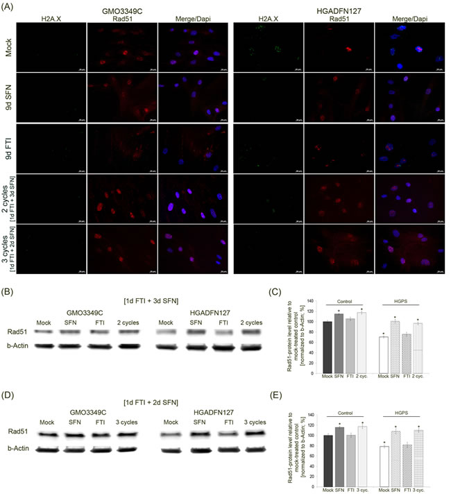 Intermittent treatment cycles with 1 day of FTI followed by 3 days of SFN ameliorate Rad51 levels in HGPS cells.