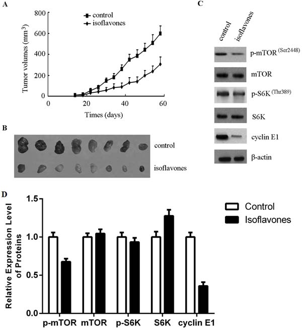 Isoflavones inhibited human retinoblastoma cell growth in a xenograft mouse model by decreasing the phosphorylation of mTOR and cyclin E1 accumulation