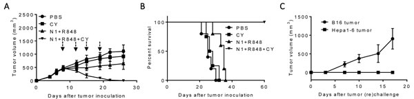 The antitumor effect of triple combination of HMGN1, R848 and low dose CY on large Hepa1-6 tumors.