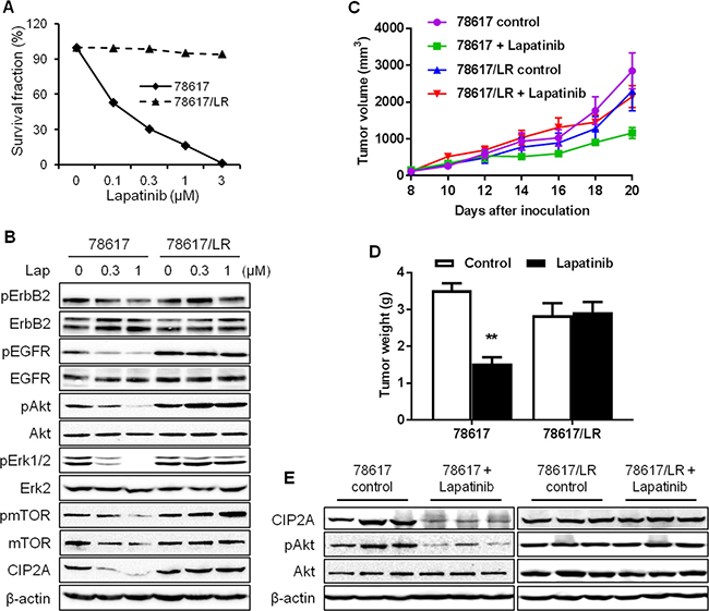 In vitro and in vivo characterization of lapatinib resistance in 78617/LR cells.