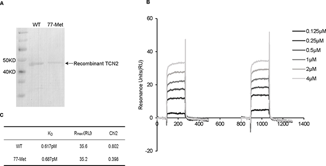 SPR analyzed the interaction between VB12 and recombinant TCN2 proteins.
