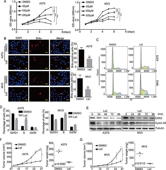 DHODH inhibitor leflunomide inhibits cell proliferation and induces cell cycle arrest at S phase in melanoma cells.