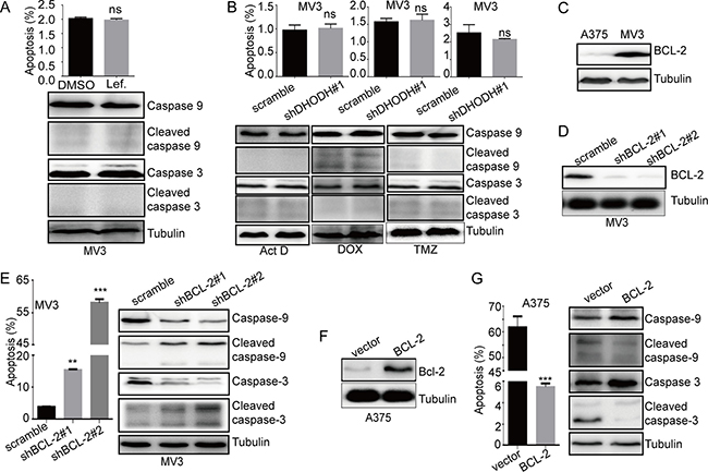 BCL-2 is a switch of apoptosis induced by DHODH inhibition.