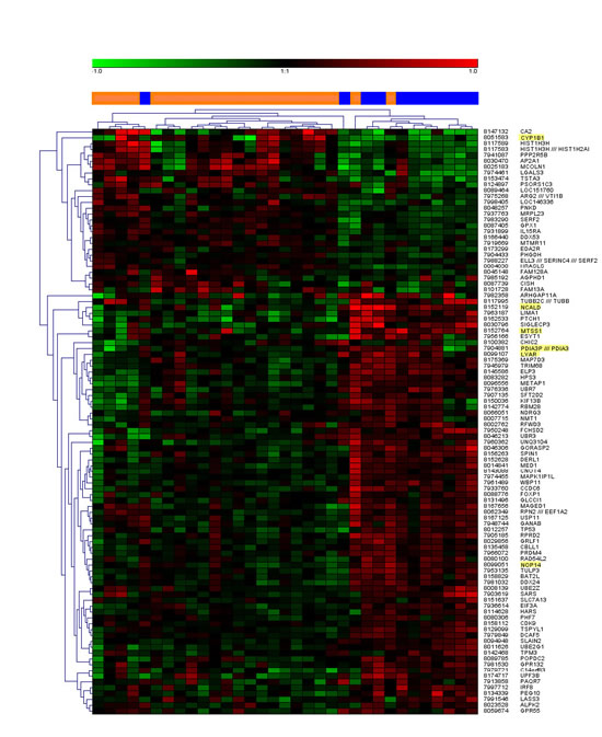 Unsupervised cluster analysis of the top 100 most differentially regulated genes.