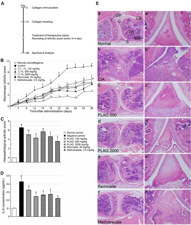 Pathologic phenotypes of CIA mice were ameliorated by PLAG.