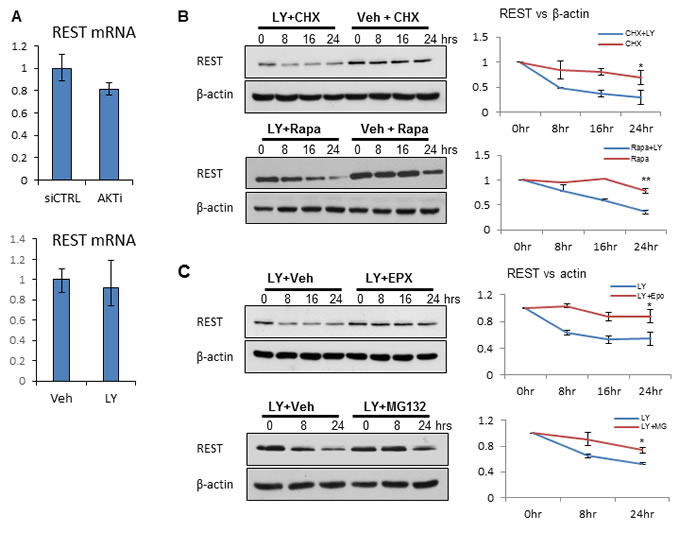 PI3K/AKT inhibition affects REST protein stability.