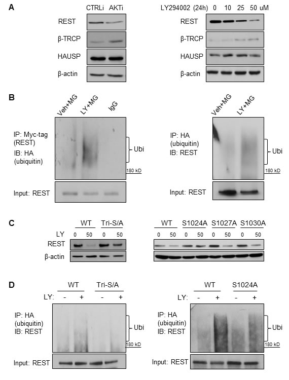 REST protein was ubiquitinated under PI3K/AKT inhibition mediated by β-TRCP and REST phospho-degron.