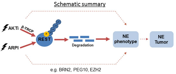 A schematic diagram showing the proposed mechanisms of REST degradation upon PI3K/AKT inhibition and ARPI.