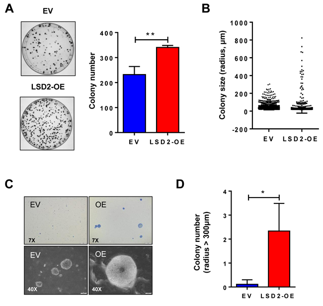 LSD2 enhances the colony formation capacity of MDA-MB-231 cells.