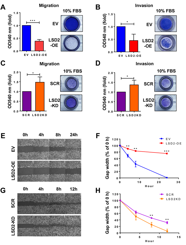 LSD2 regulates migration and invasion in MDA-MB-231 cells.