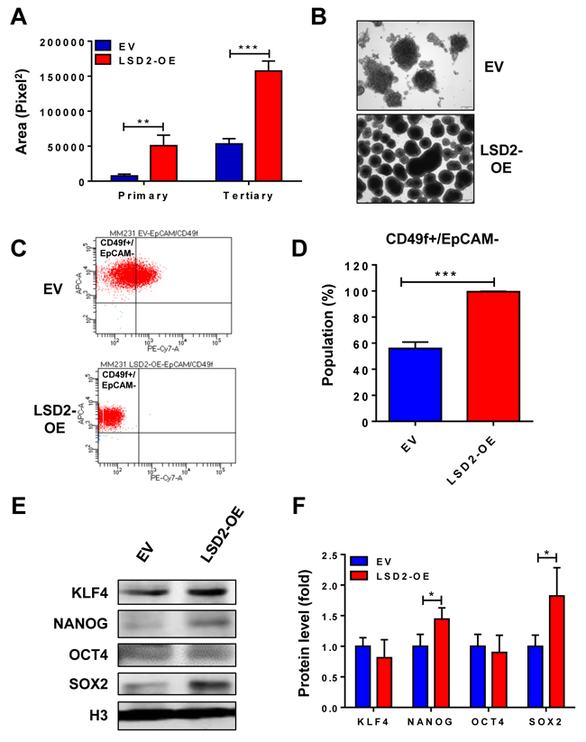 Overexpression of LSD2 facilitates breast cancer stem cell characteristics.