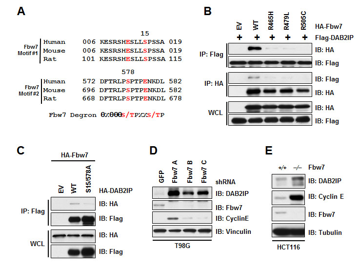 Fbw7 interacts with and regulates DAB2IP stability.