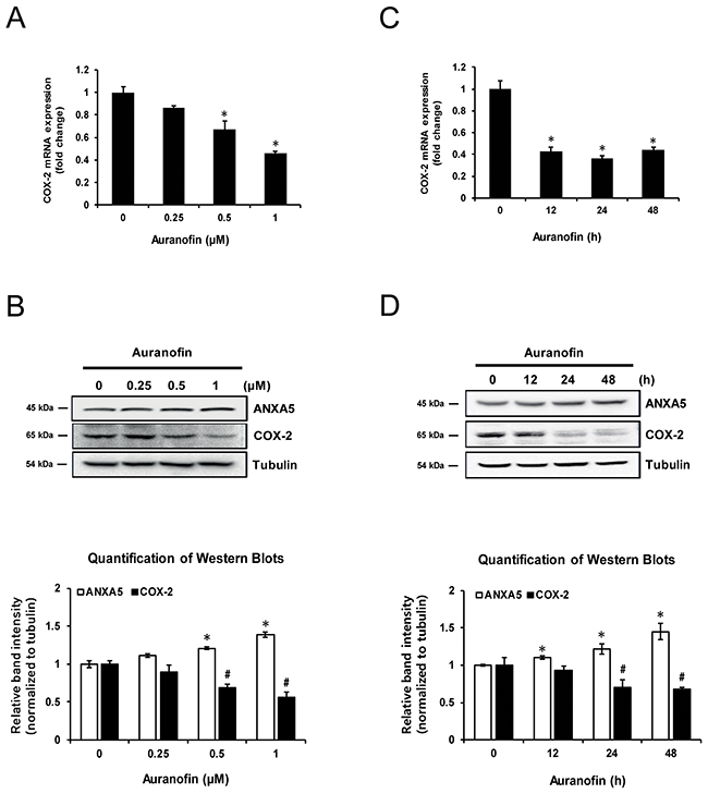 Inhibition of cyclooxygenase 2 (COX-2) expression by auranofin in PC-3 cells.