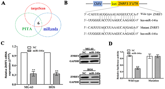 ZNRF3 gene was identified as a direct target of miR-146a.