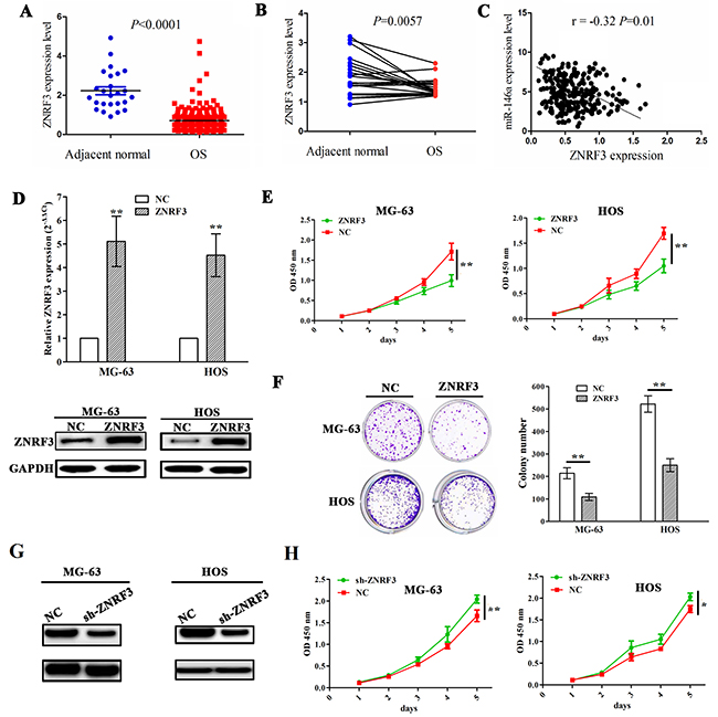 Enforced expression of ZNRF3 inhibited OS cell proliferation and colony formation.