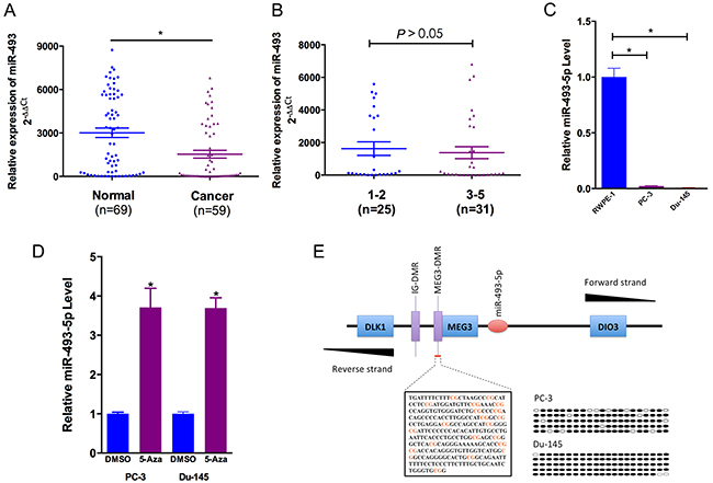 miR-493-5p is frequently downregulated in prostate cancer and is regulated by DNA methylation.