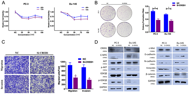 CREB1 knockdown suppresses prostate cancer cell proliferation and motility.