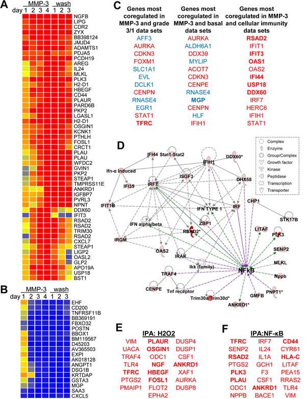 MMP-3 activates tumorigenic transcriptional profiles.