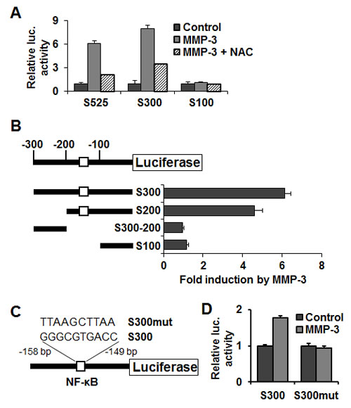 MMP-3 responsive region of the Snail promoter contains an NF-&#x3ba;B binding site.