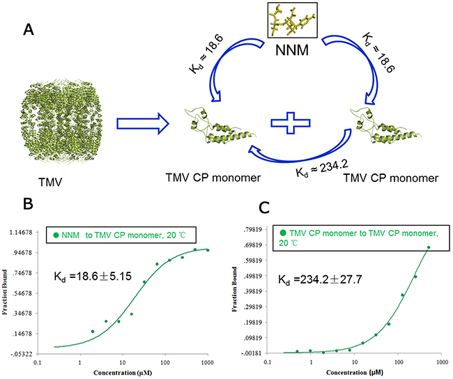 Interaction analysis of CP monomer&#x2013;NNM, CP monomer&#x2013;monomer.