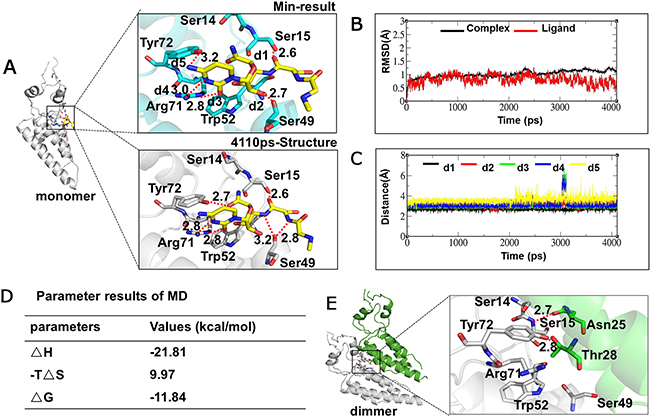 Interaction analysis of NNM&#x2013;CP monomer and CP monomer&#x2013;monomer using MD.