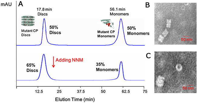 Analysis of the interactions of mutated CP&#x2013;CP and mutated CP disc&#x2013;NNM.