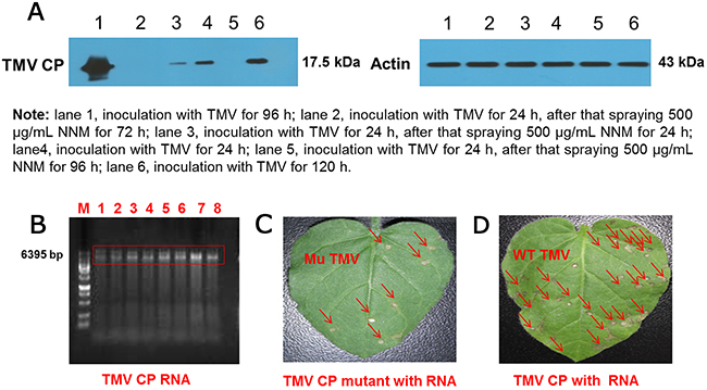 Western blot analysis of inhibition activities of NNM against TMV CP replication and verification of the virulence of TMV reconstituted particles from wt CP and mutated CP.