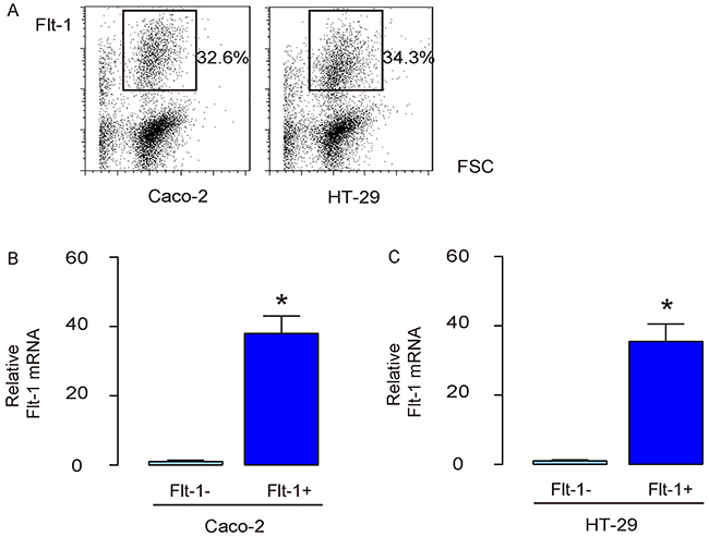 Separation of Flt-1+ vs Flt-1- cells.