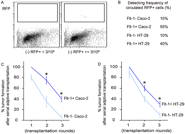 Flt-1+ CRC cells generate tumor more often than Flt-1- CRC cells after serial adoptive transplantation.