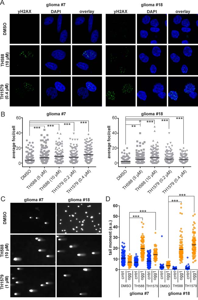 Inhibition of MTH1 induces DNA damage in GBM cells.