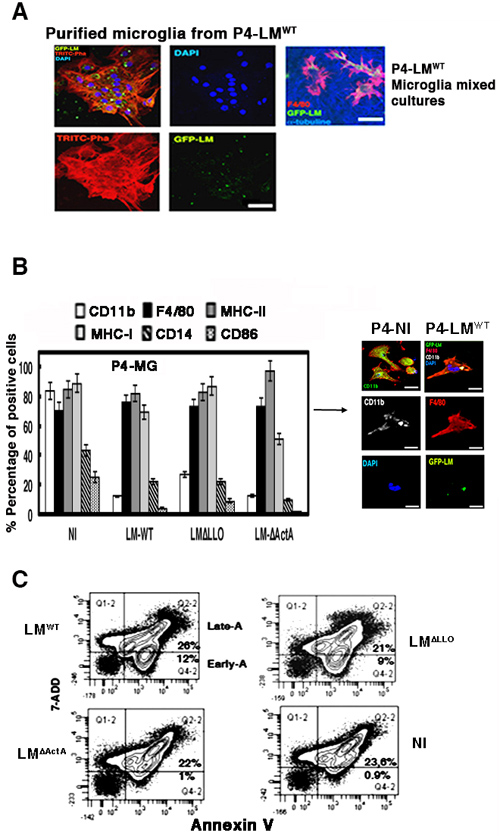 Neonatal listeriosis targets microglia and induces apoptosis.