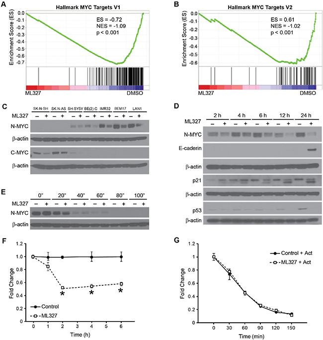 ML327 blocks MYC signaling in neuroblastoma.