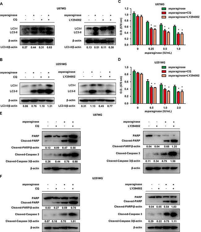 Abolishing autophagy potentiated asparaginase-induced growth inhibition and apoptosis of GBM cells in vitro.